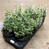EUONYMUS 13 CM EMERALD GAIETY